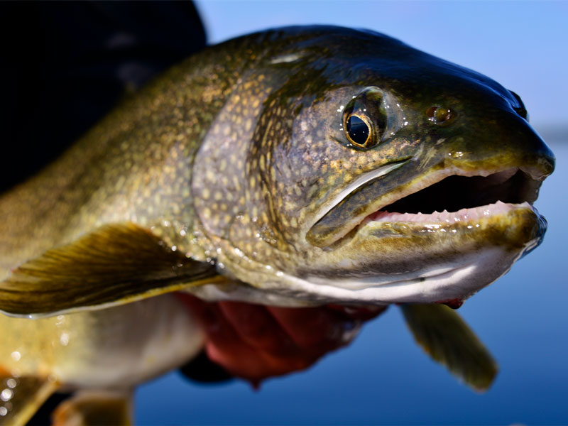 Lake Trout Fishing in Saskatchewan Canada| Scott Lake Lodge